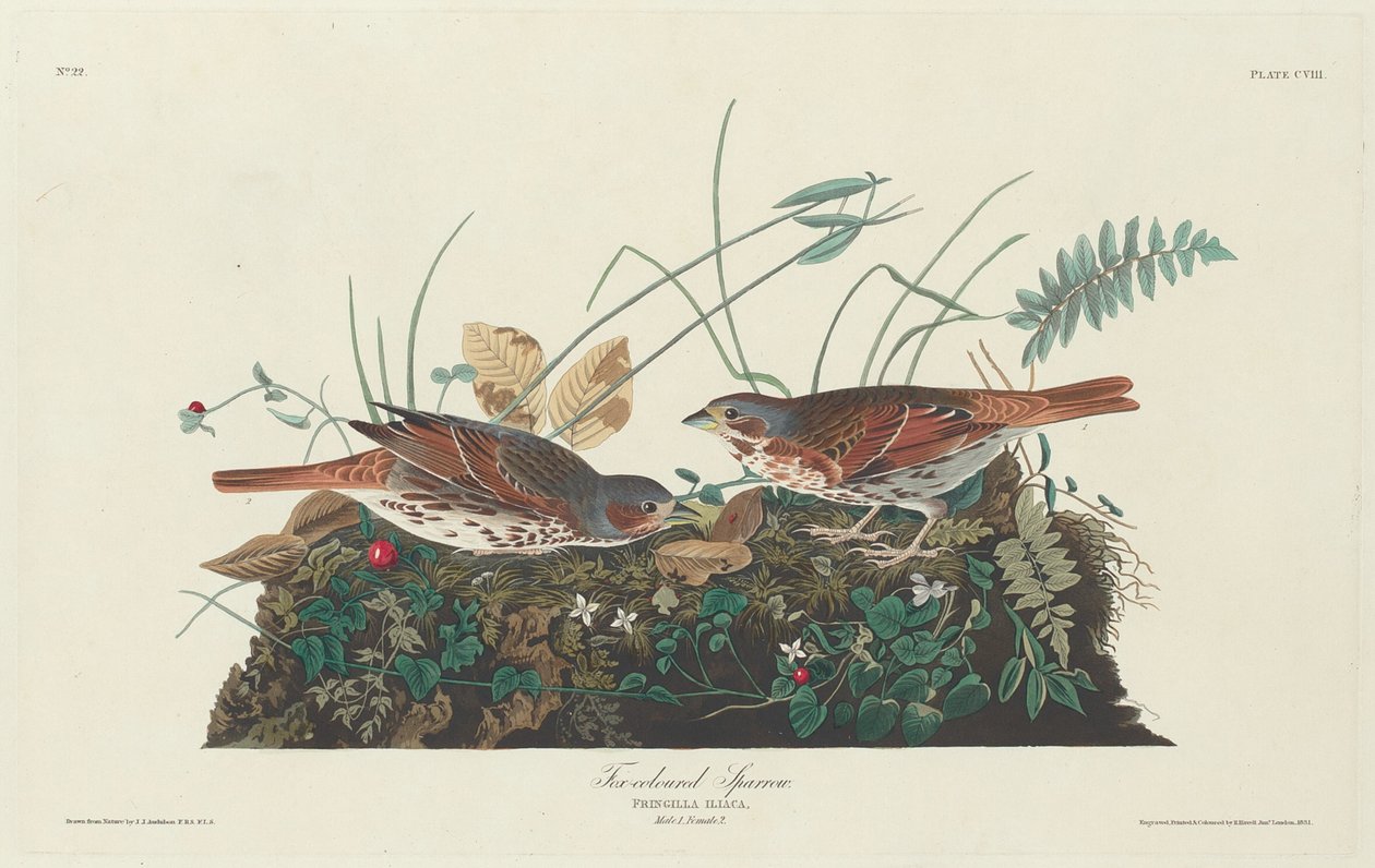 Tofarvet Spurv af Robert Havell after John James Audubon