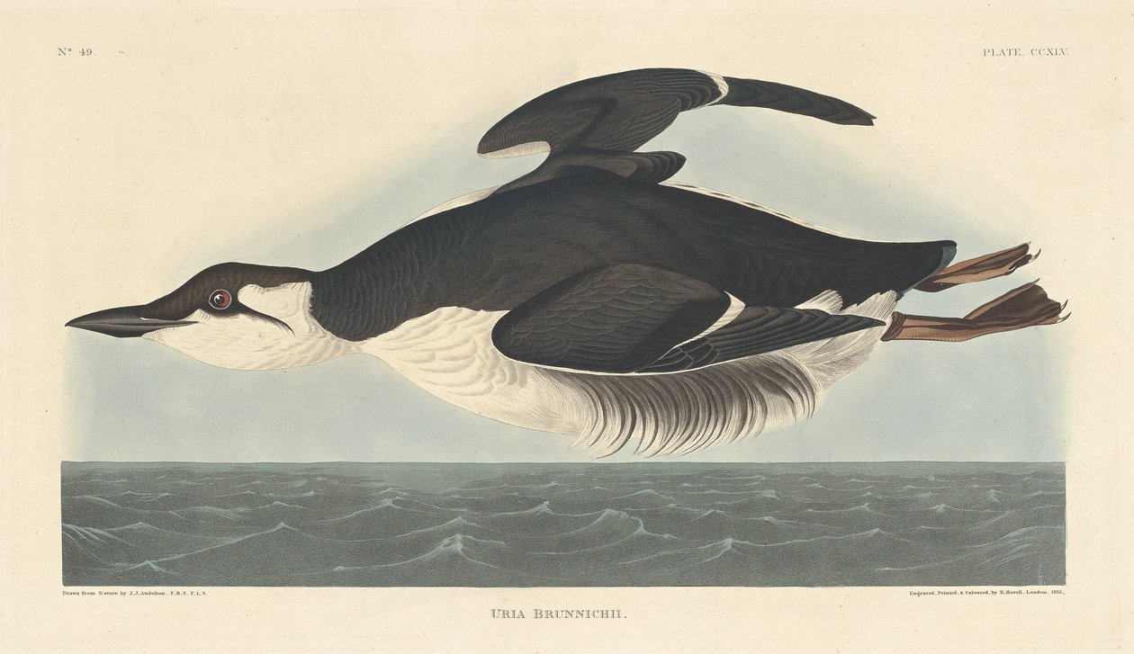 Uriah Brunnichii af Robert Havell after John James Audubon