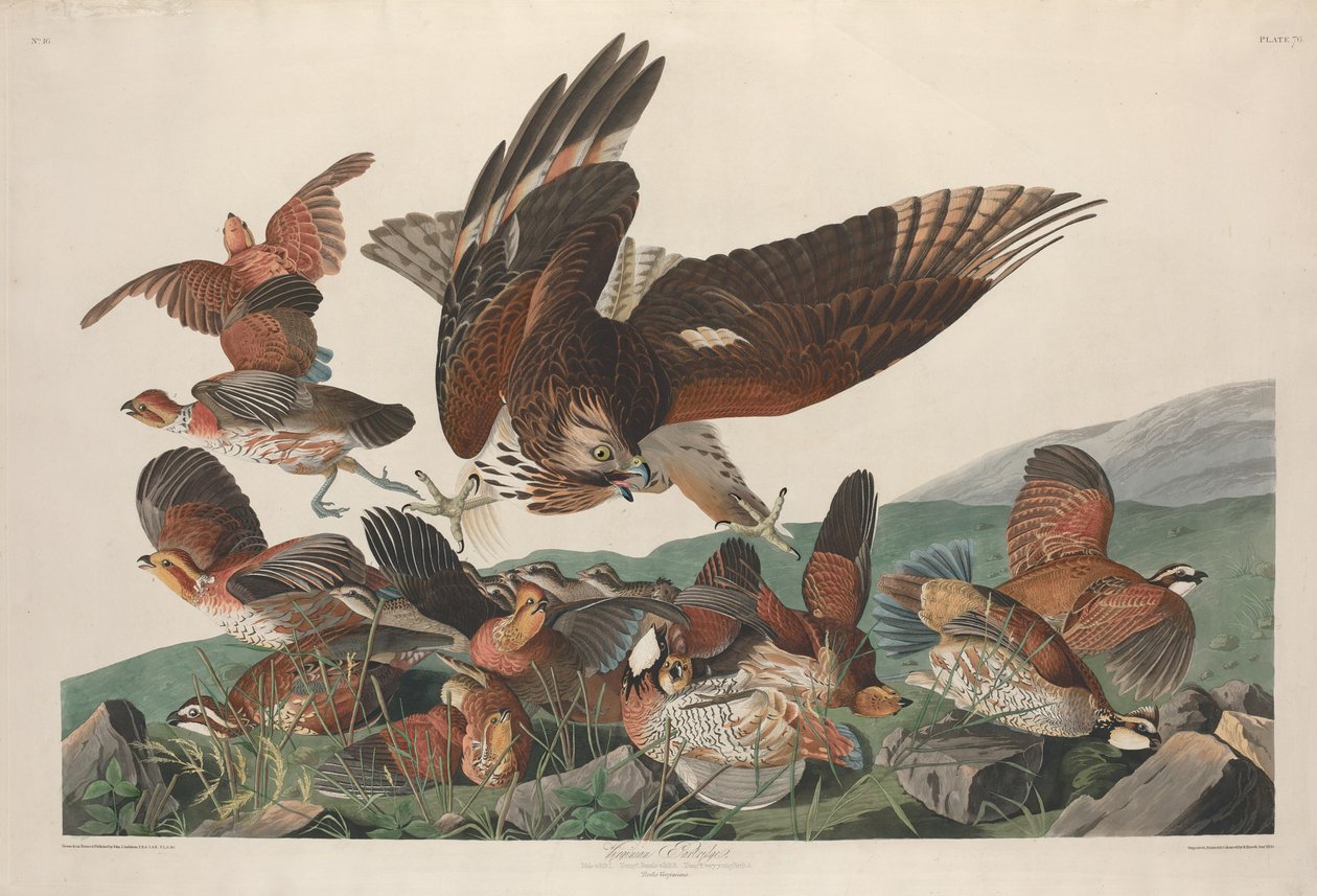 Virginian Agerhøne af Robert Havell after John James Audubon