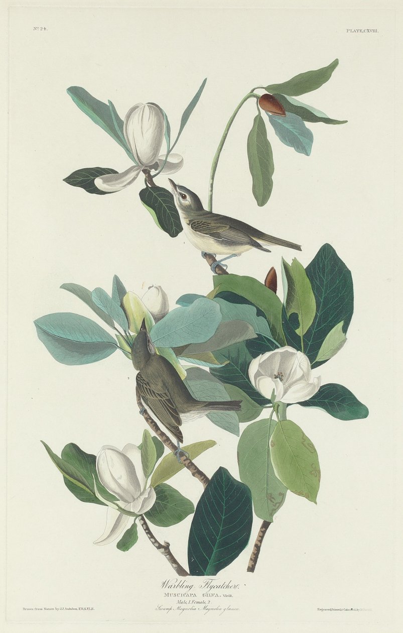 Warbling Fluesnapper af Robert Havell after John James Audubon