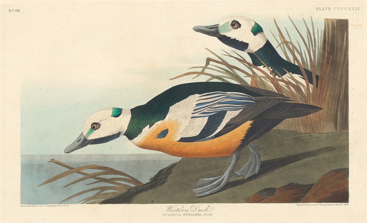 Western Duck af Robert Havell after John James Audubon