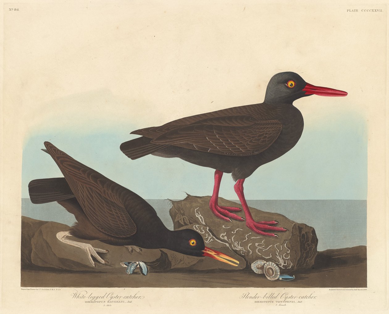 Hvidbenet østersfanger og slanknæbbet østersfanger af Robert Havell after John James Audubon