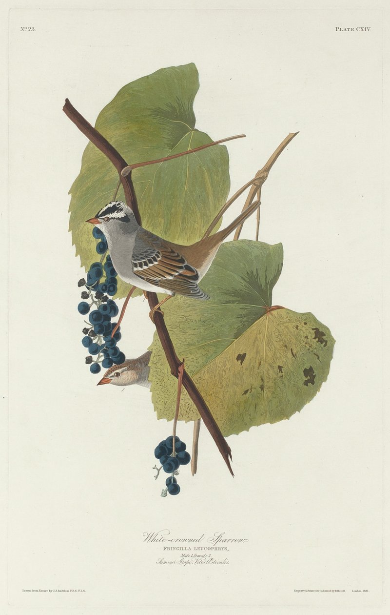 Hvidkronet Spurv af Robert Havell after John James Audubon