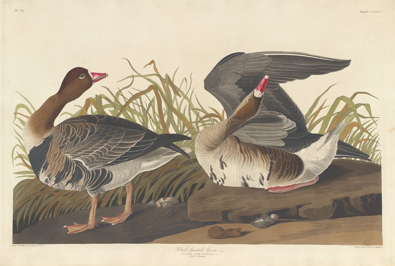 Hvidblesgås af Robert Havell after John James Audubon