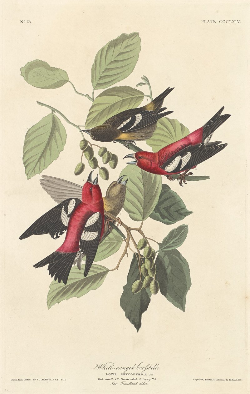 Hvidvinget korsnæb af Robert Havell after John James Audubon