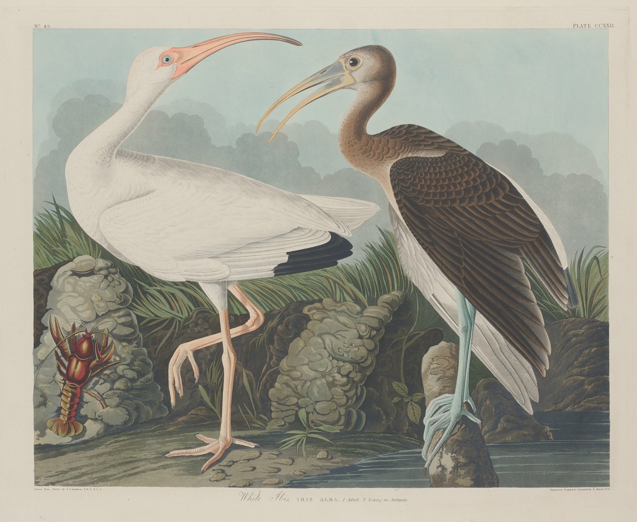 Hvid Ibis af Robert Havell after John James Audubon