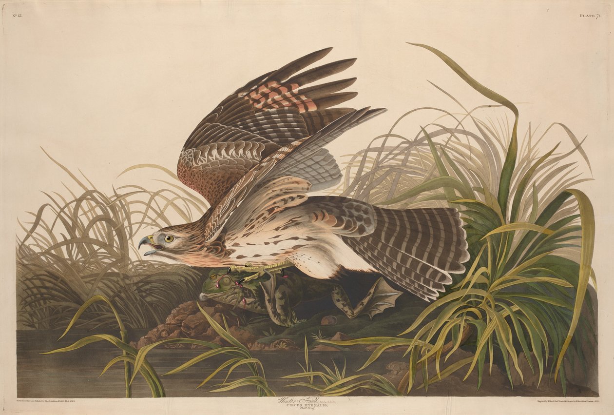 Vinterhøg af Robert Havell after John James Audubon