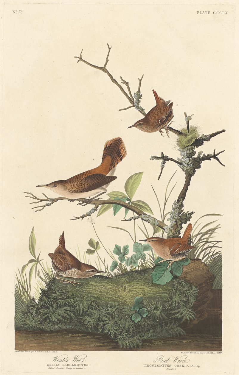 Winter Wren og Rock Wren af Robert Havell after John James Audubon