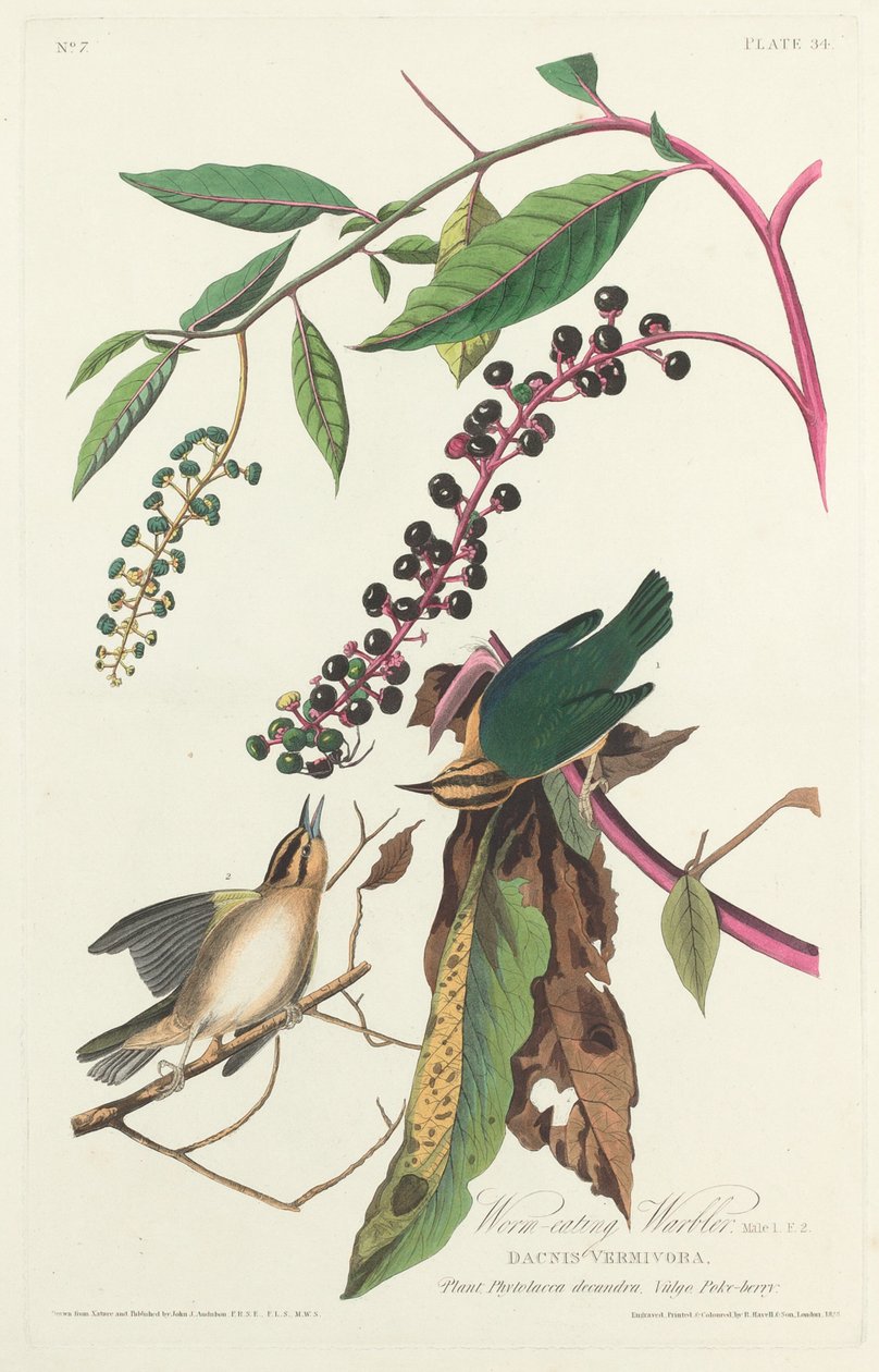 Ormeædende Sanger af Robert Havell after John James Audubon