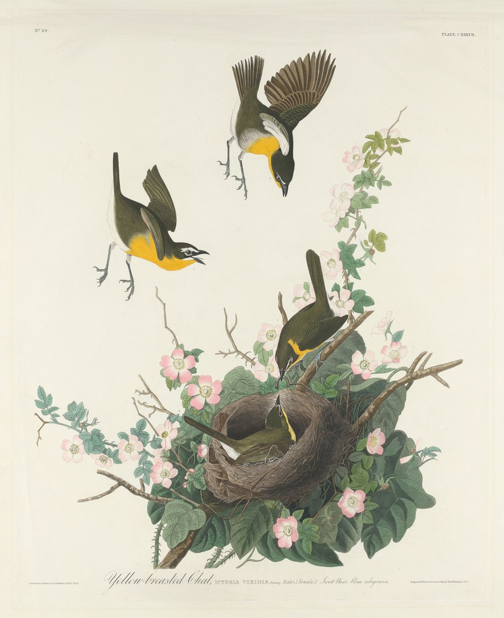 Gulbarmet Chat af Robert Havell after John James Audubon