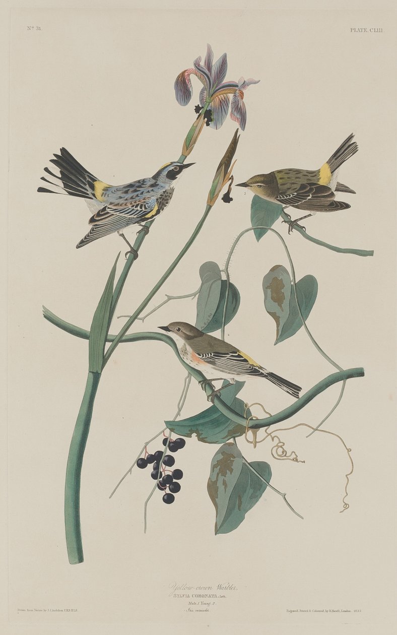Gul-kronesanger af Robert Havell after John James Audubon