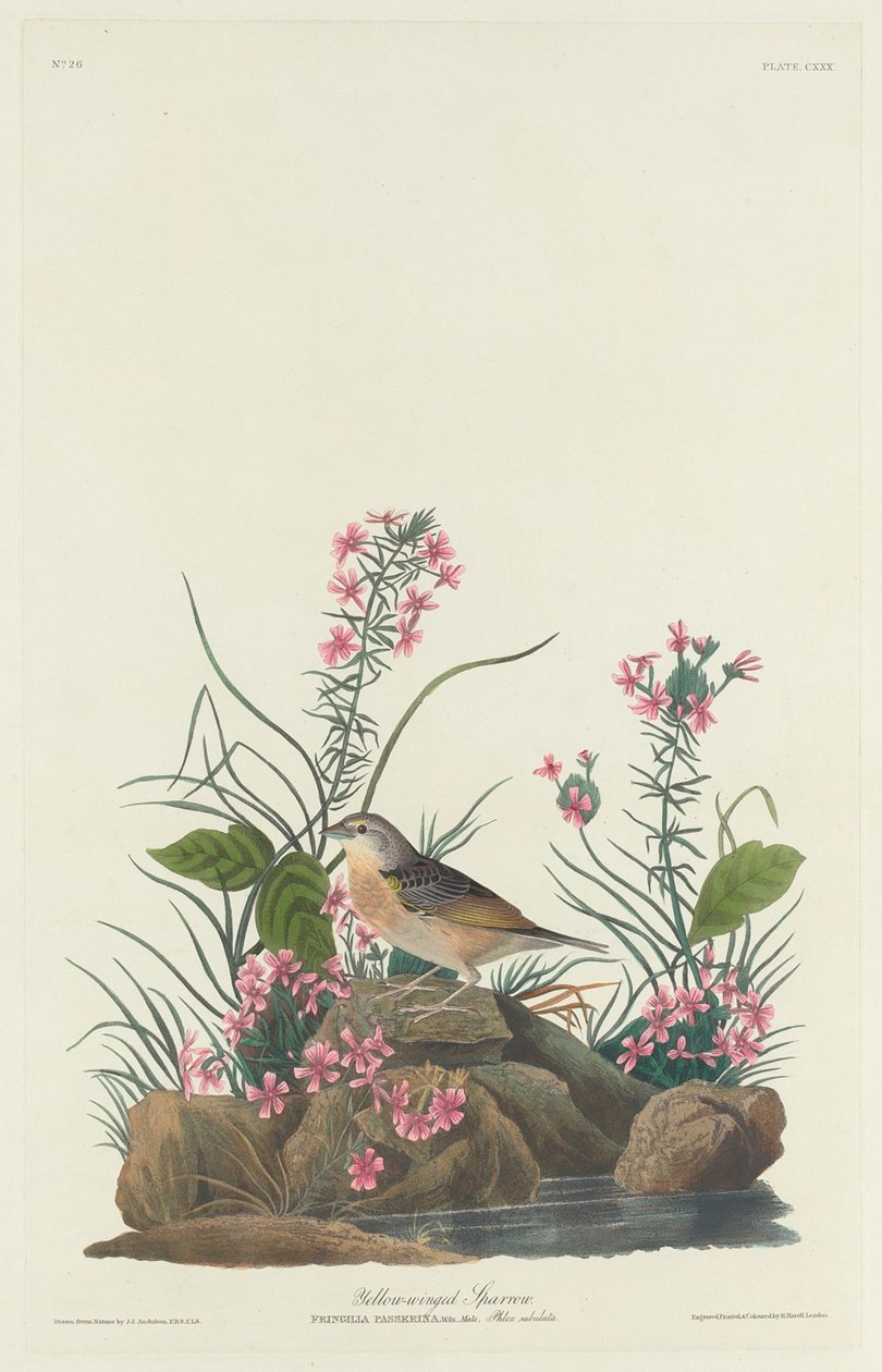 Gulvinget Spurv af Robert Havell after John James Audubon