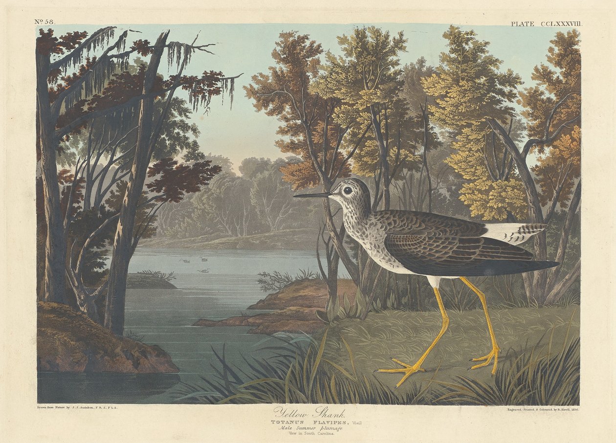 Gul skaft af Robert Havell after John James Audubon