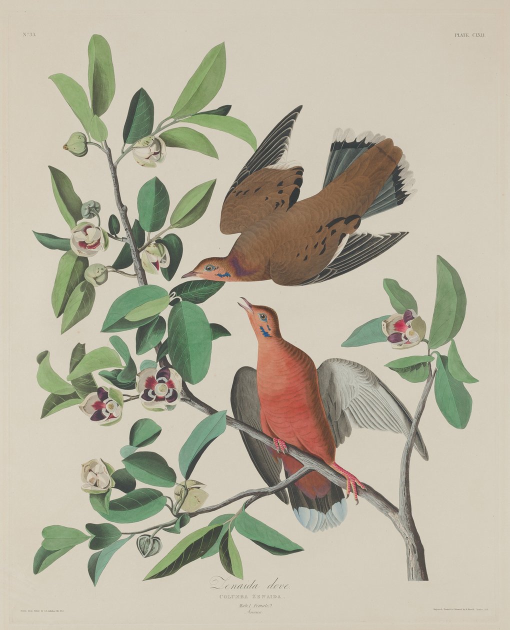 Zenaida Due af Robert Havell after John James Audubon