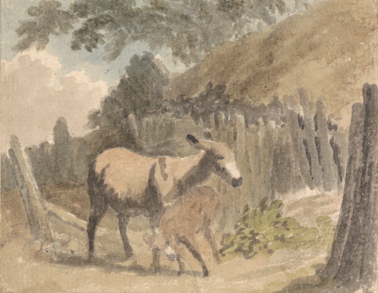 Et æsel og føl af Robert Hills