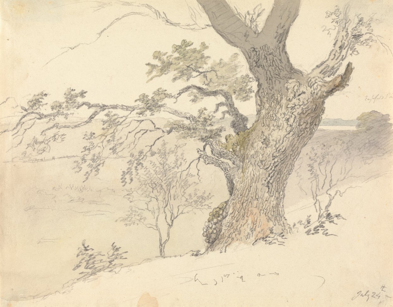 En eg i Englefield Park af Robert Hills