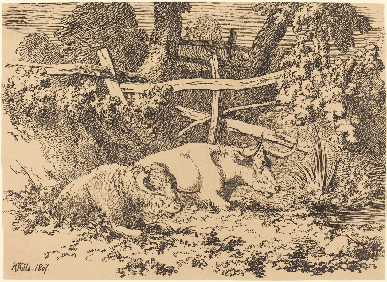 Kvæg hviler af Robert Hills