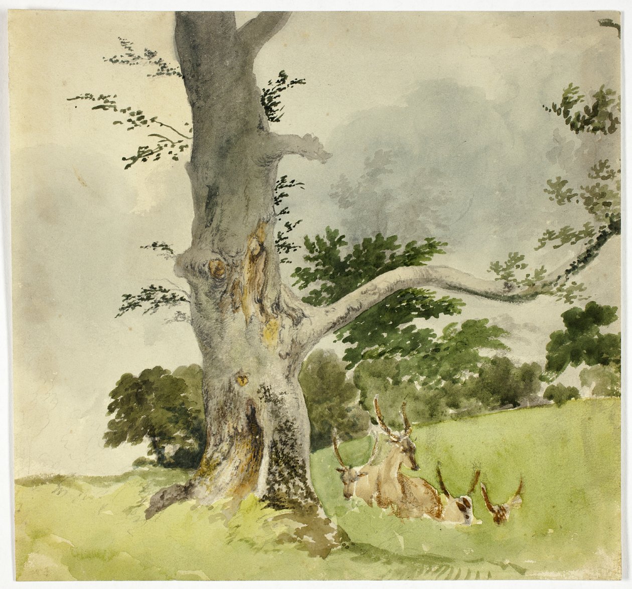 Hjortefamilie under et træ af Robert Hills