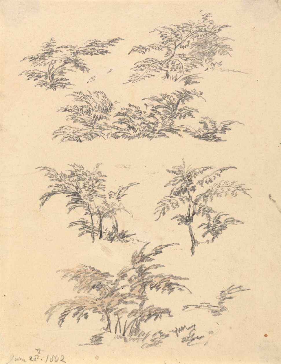 Studie af Bracken af Robert Hills