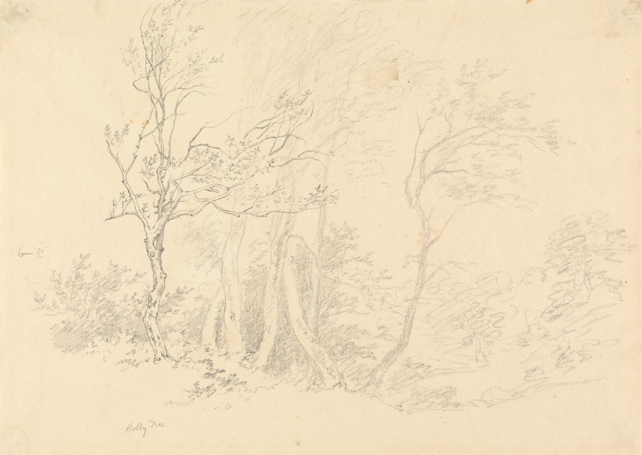 Studie af et kristtorntræ af Robert Hills