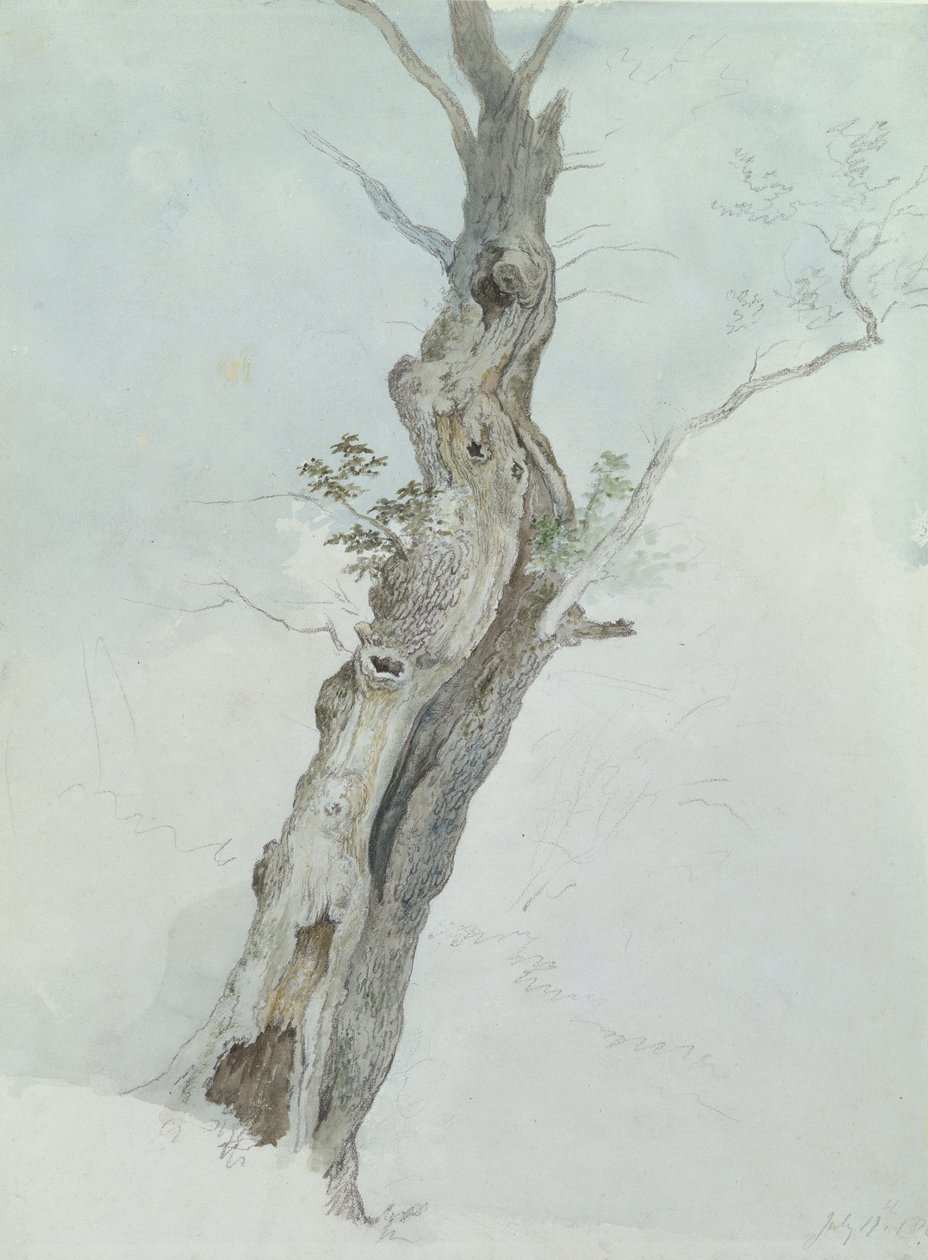 Træstudie, ca. 1800-05 (wc over grafit på papir) af Robert Hills