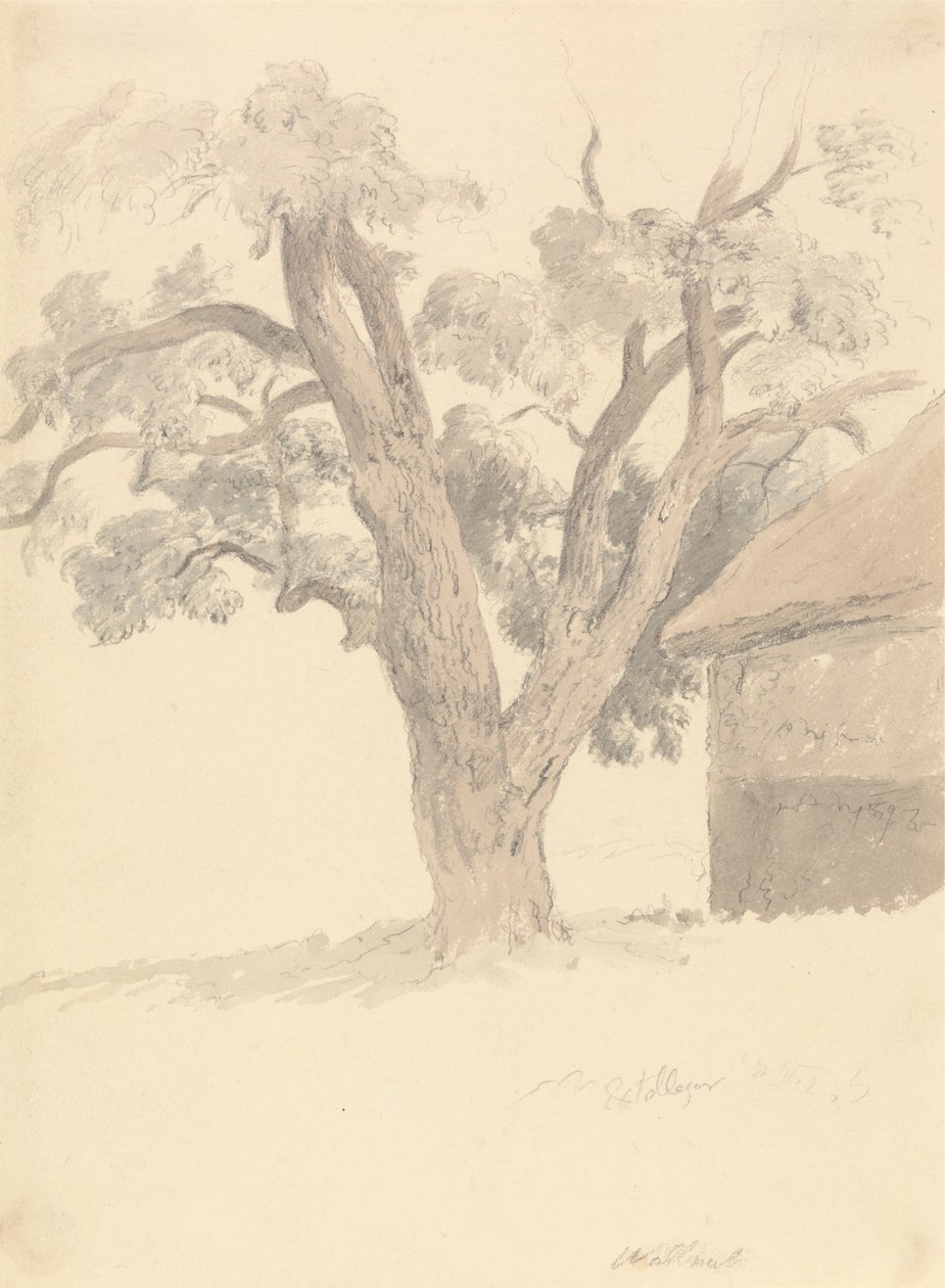 Valnøddetræ af Robert Hills