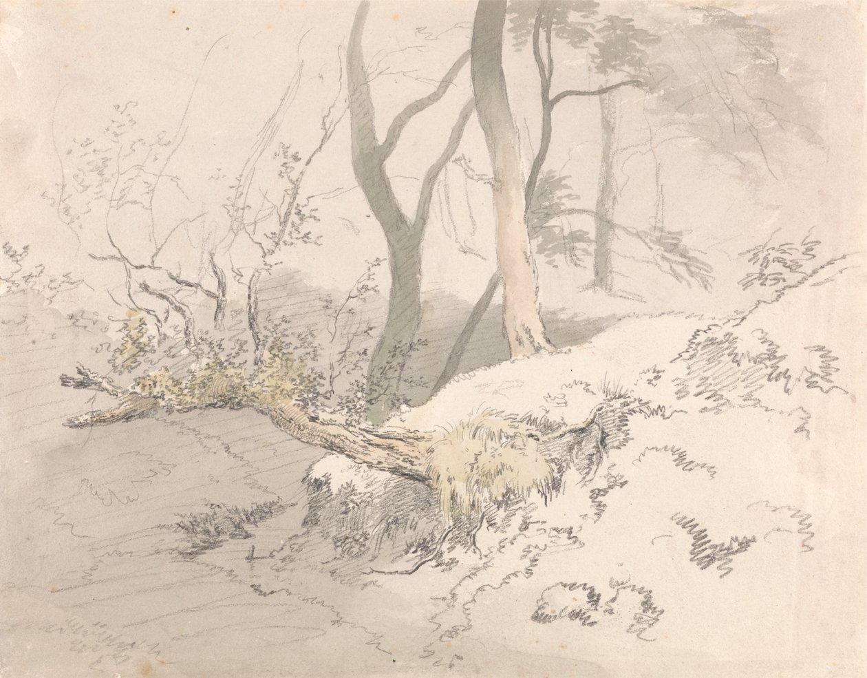 Woodland Shadow af Robert Hills