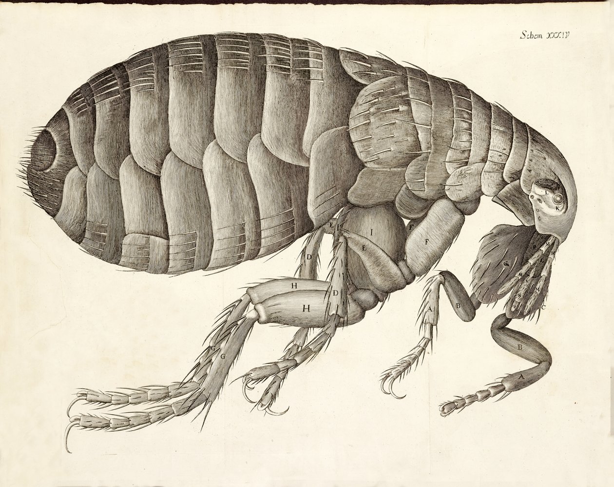 Tværsnit af en loppe fra Micrographia, pub. 1665 af Robert Hooke