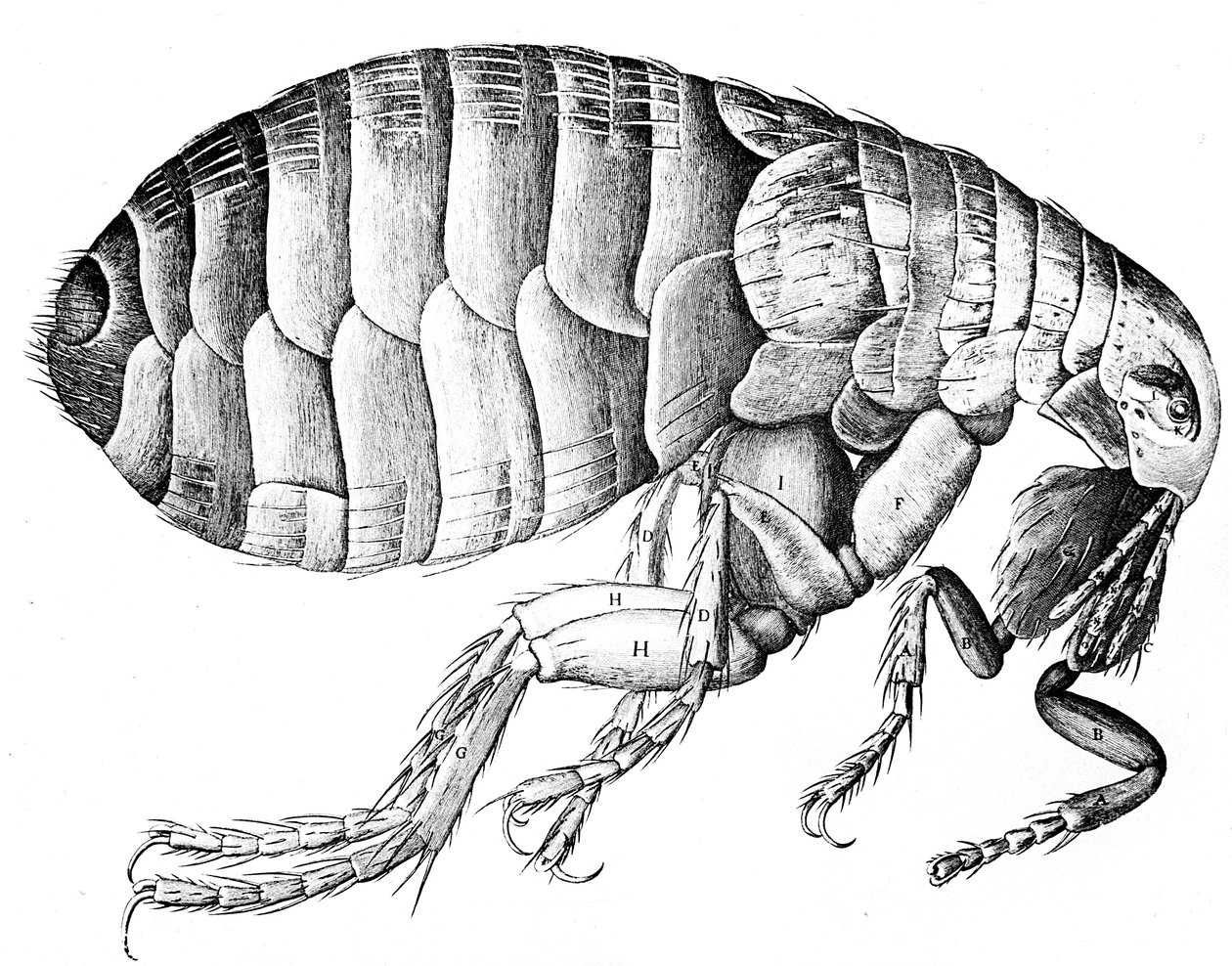 Loppe, vingeløst blodsugende parasitisk insekt, 1665 af Robert Hooke