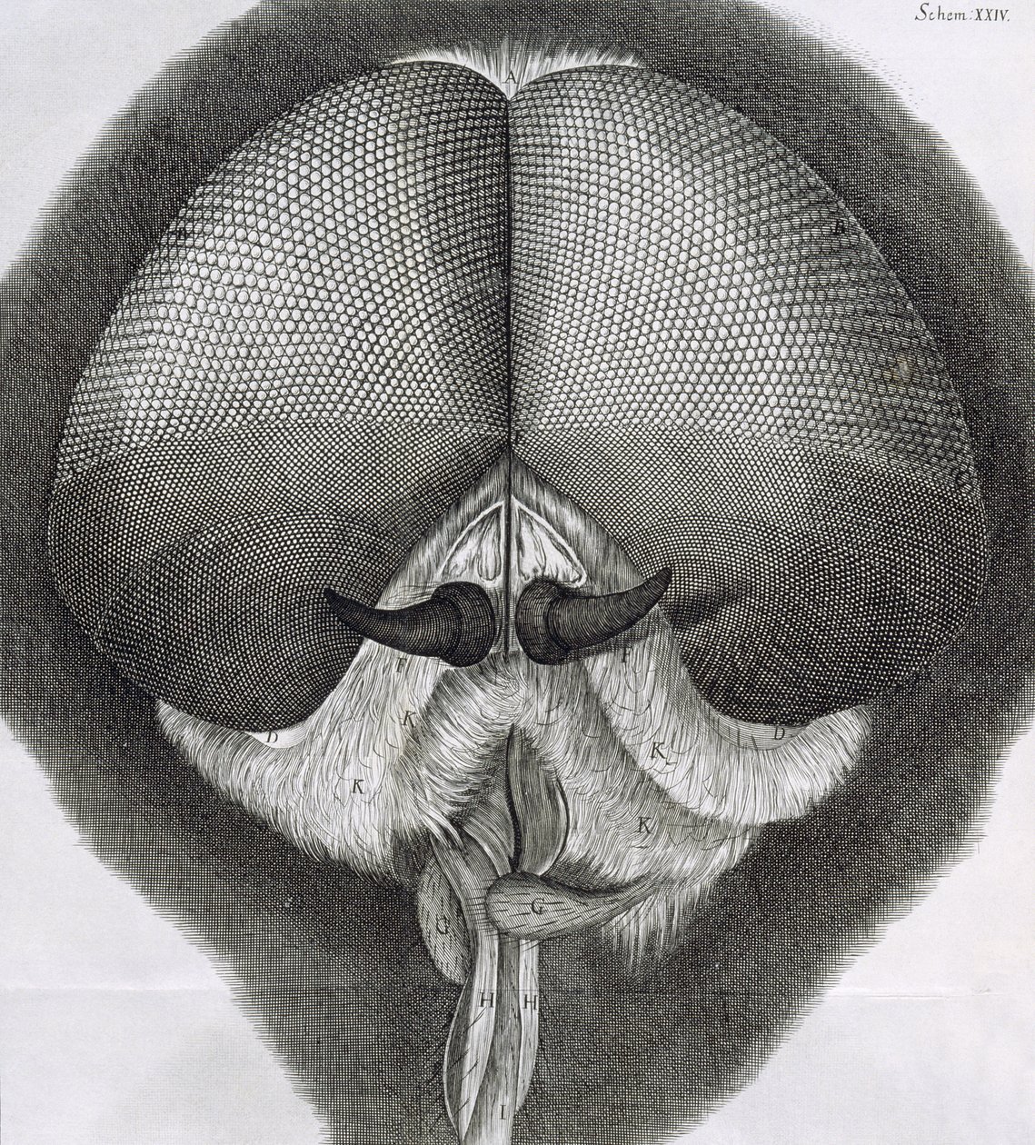 Grå drone-flue, observation XXXIX fra Hookes Micrographia, 1664 af Robert Hooke