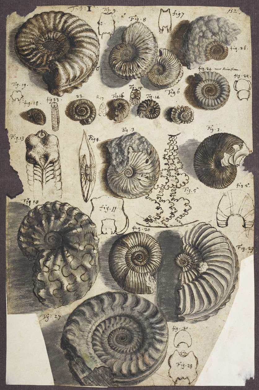 Fru Add. 5262, nr. 152 Slangesten (ammonitter) (pen & blæk med vask på papir) af Robert Hooke