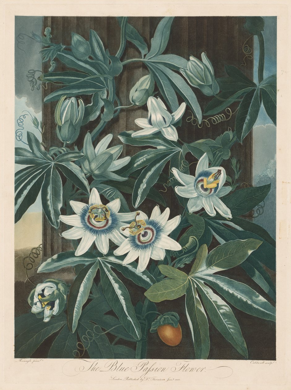 Den blå passionsblomst af Robert John Thornton