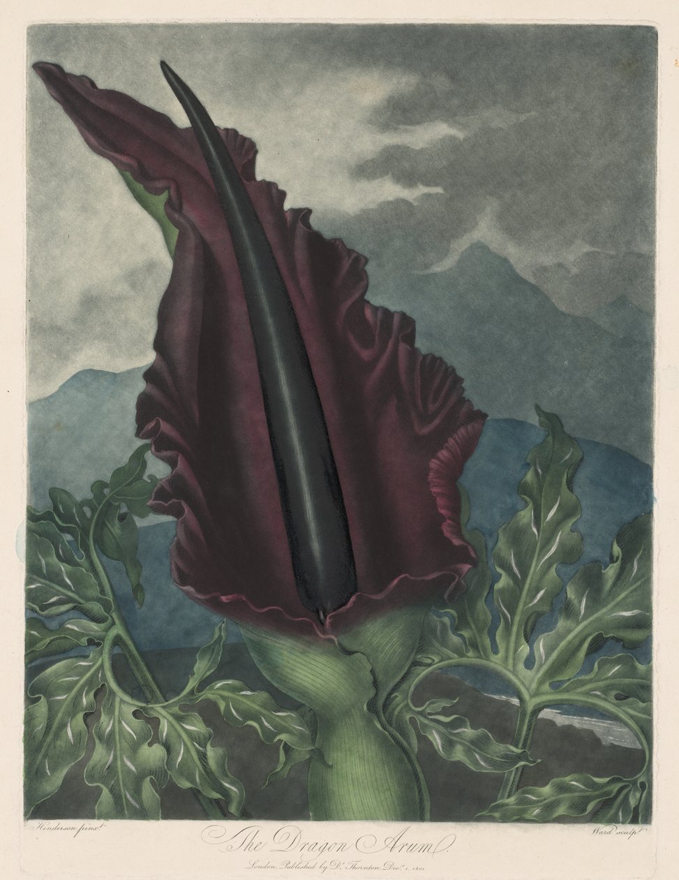 Dragon Arum, Black Calla eller Salomons lilje af Robert John Thornton