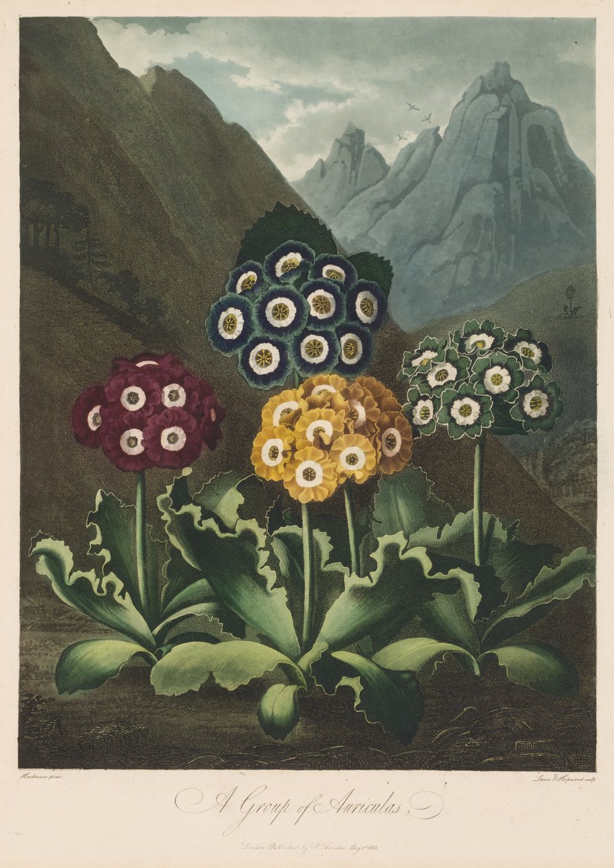 The Temple of Flora, eller Naturens Have: En gruppe af auriculaer af Robert John Thornton
