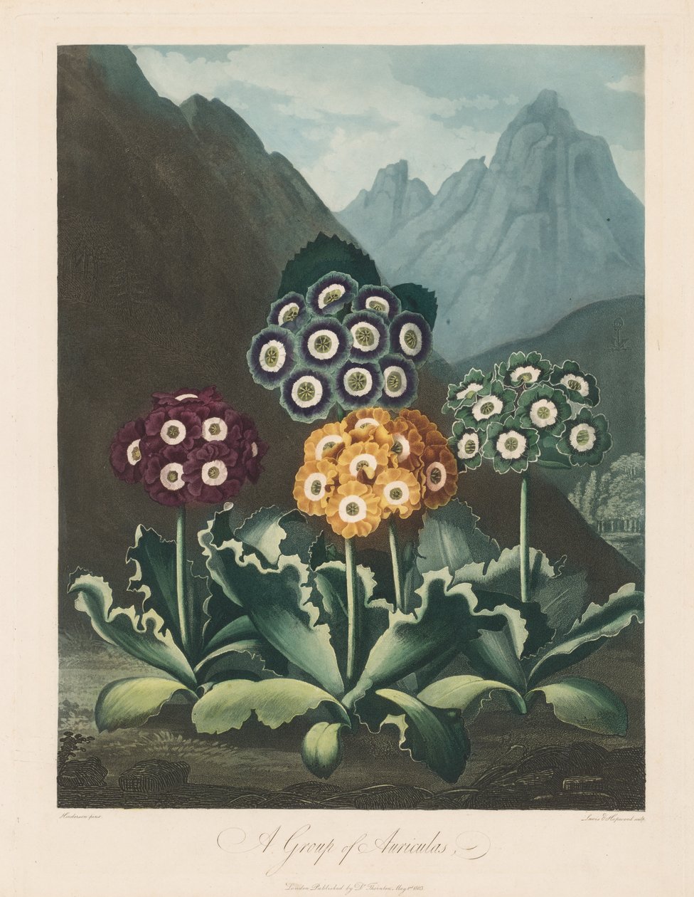 The Temple of Flora, eller Naturens Have: A Group of Auriculas, 1803. af Robert John Thornton