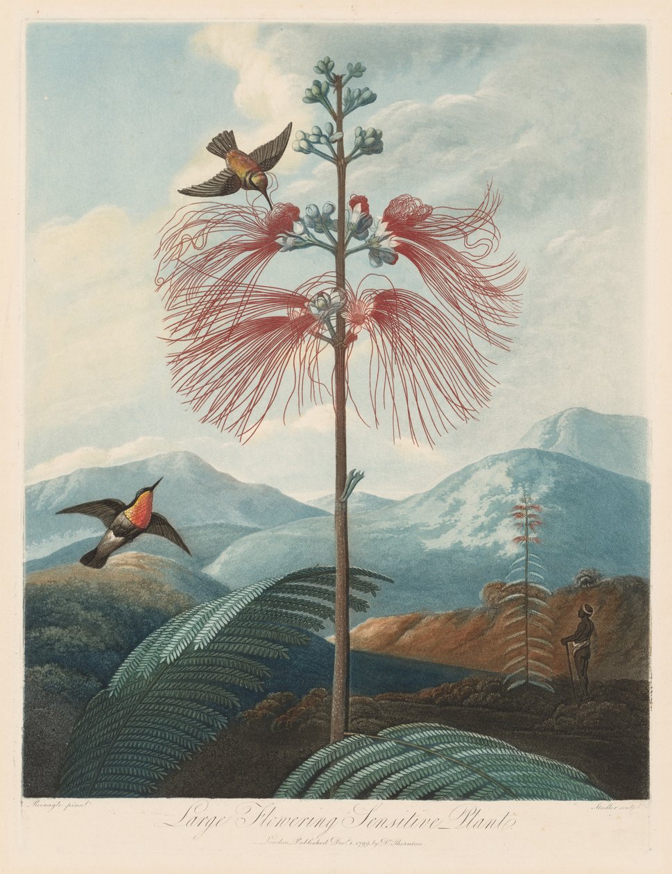 Floratemplet eller naturens have: Stor blomstrende følsom plante af Robert John Thornton
