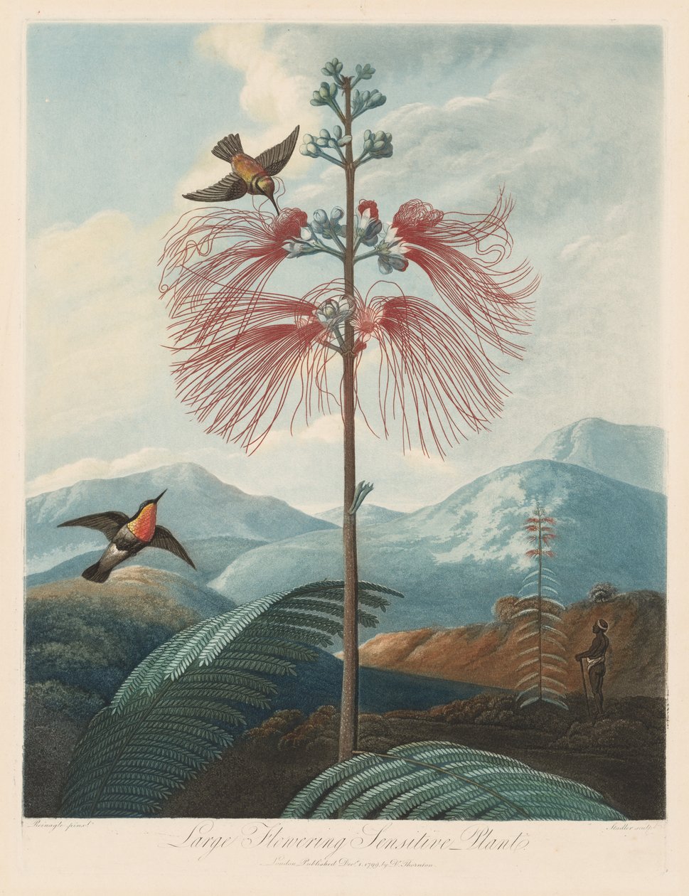Floratemplet eller naturens have: stor blomstrende følsom plante, 1799-1807. af Robert John Thornton