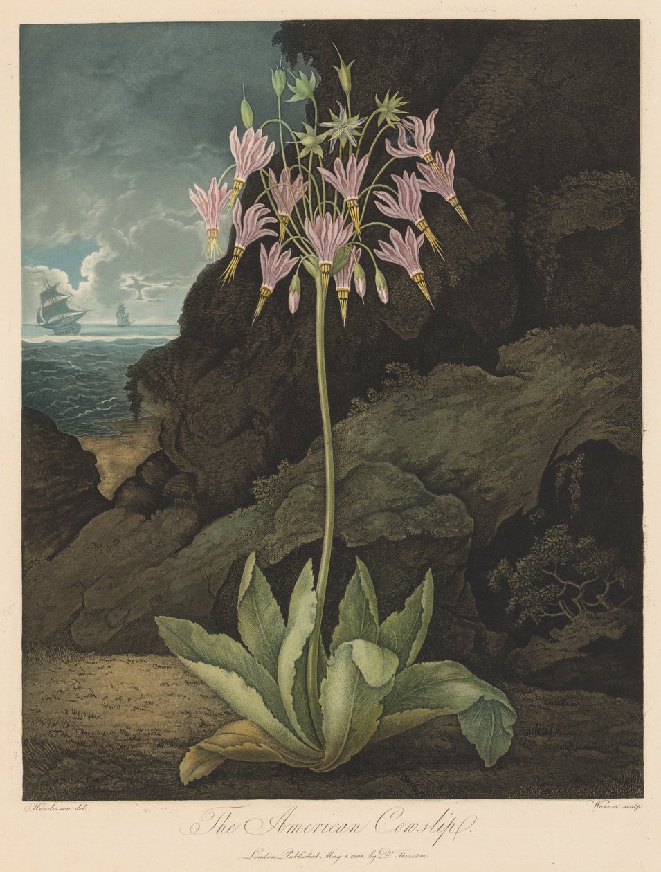 The Temple of Flora, eller Naturens Have: The American Cowslip af Robert John Thornton