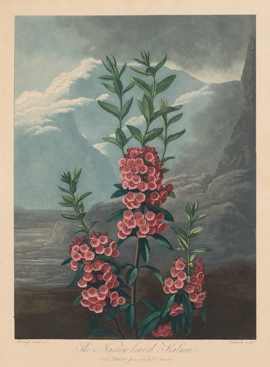 Floratemplet eller naturens have: Den smalbladede Kalmia, bjerglaurbær af Robert John Thornton