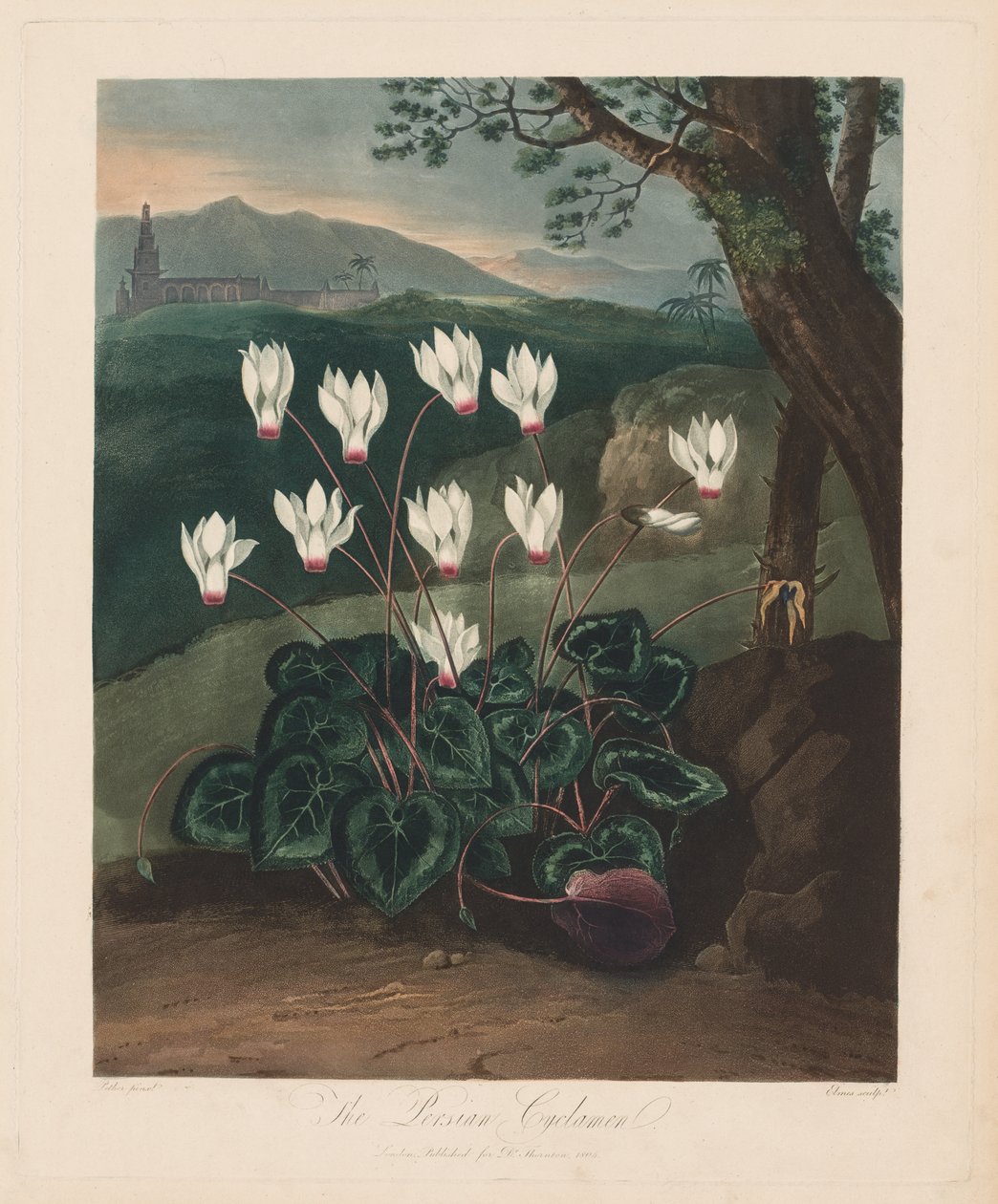 Floratemplet eller naturens have: Den persiske Cyclamen af Robert John Thornton