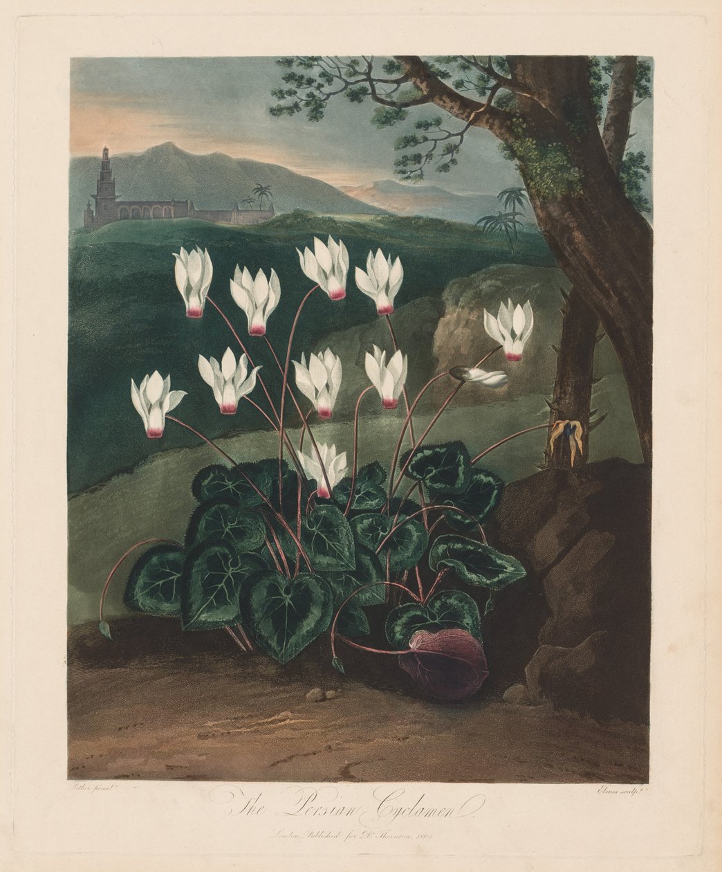 Floratemplet eller naturens have: Den persiske Cyclamen, 1799-1807. af Robert John Thornton