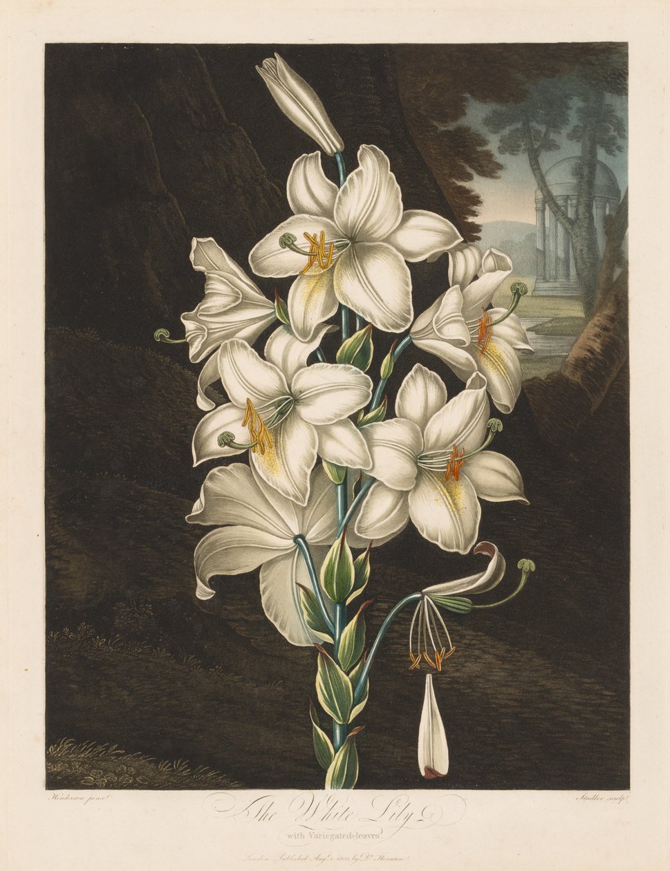 Flora -templet eller naturhaven: Den hvide lilje med spredte blade af Robert John Thornton