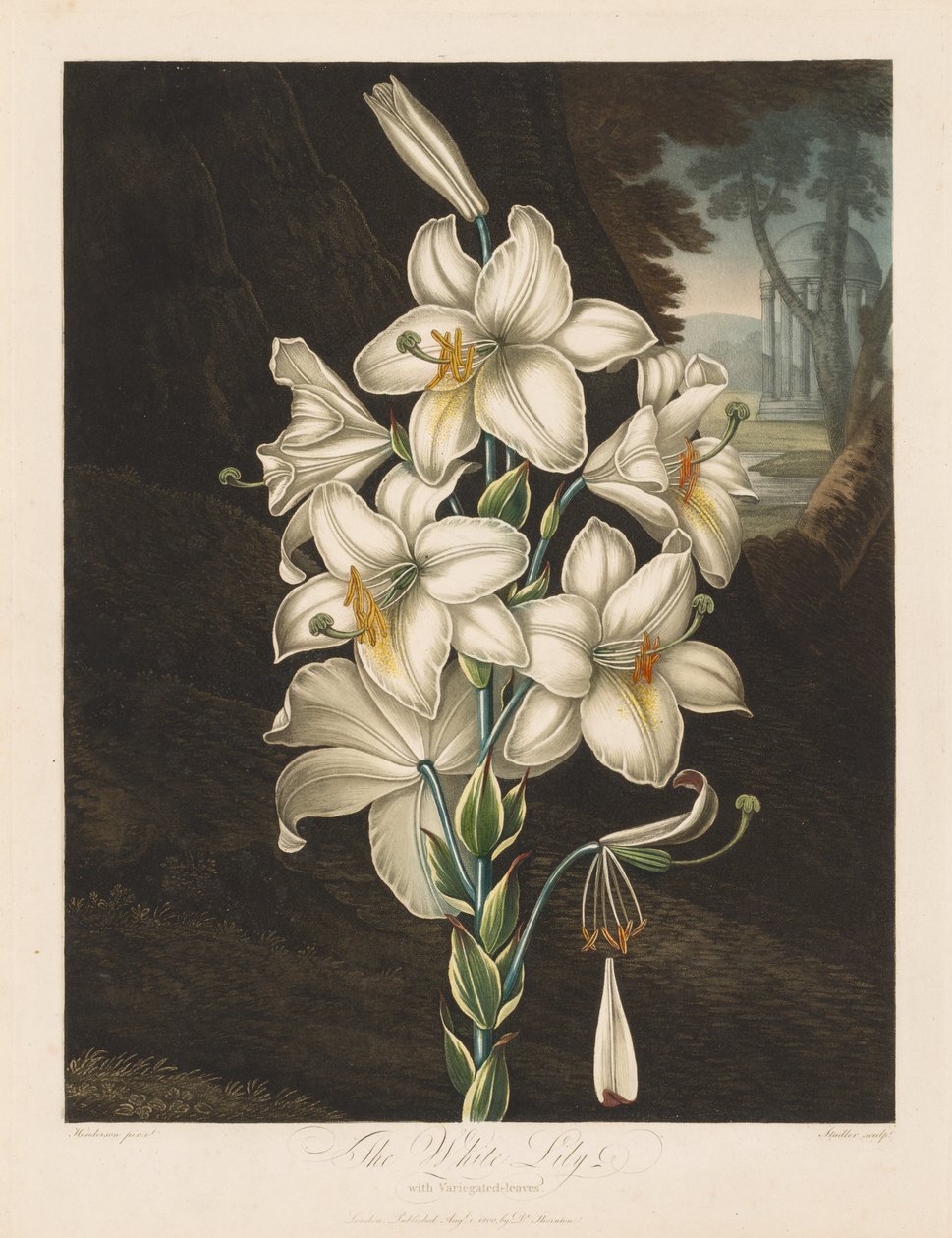 The Temple of Flora, eller Naturens Have: The White Lily with Variegated Leaves, 1800. af Robert John Thornton