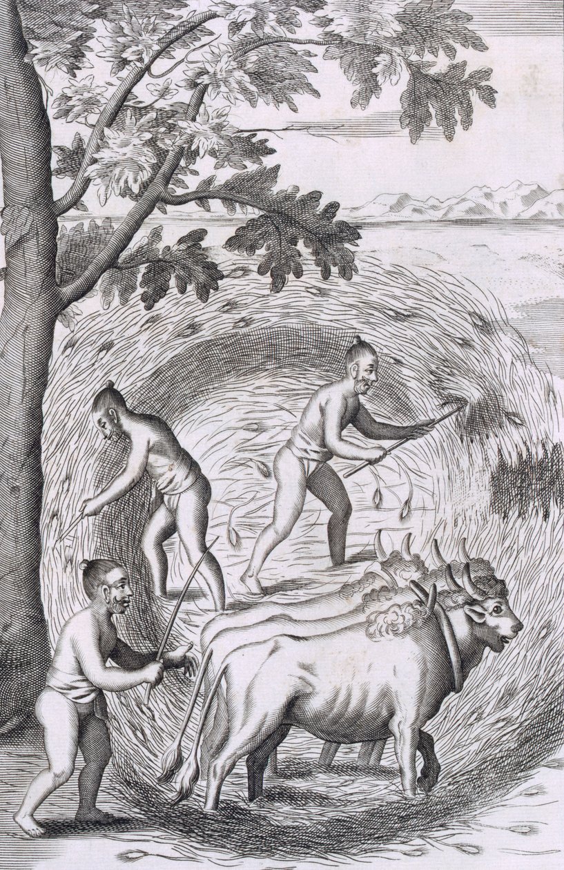 Måden at træde deres ris ud af, fra An Historical Relation of the Island Ceylon, pub. 1681 stik af Robert Knox