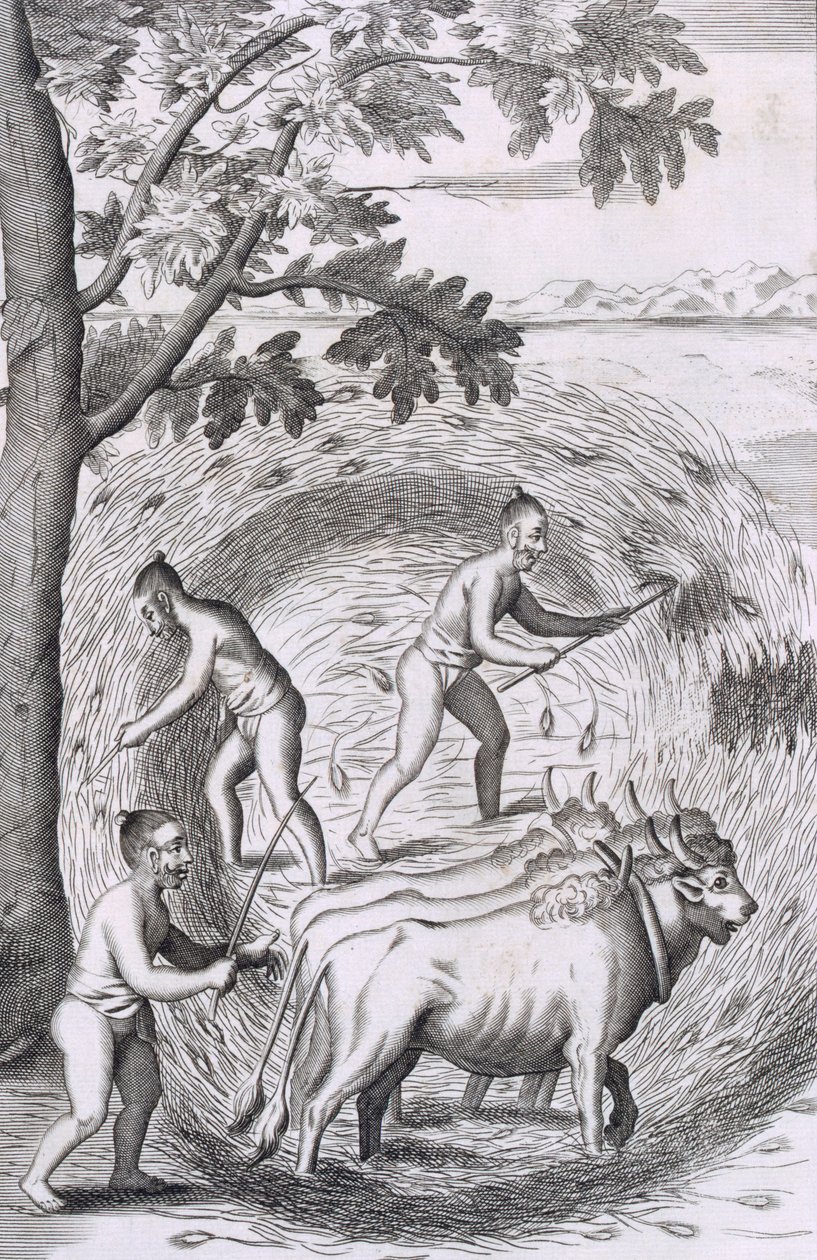 Måden at træde deres ris ud på, pub. 1681. af Robert Knox