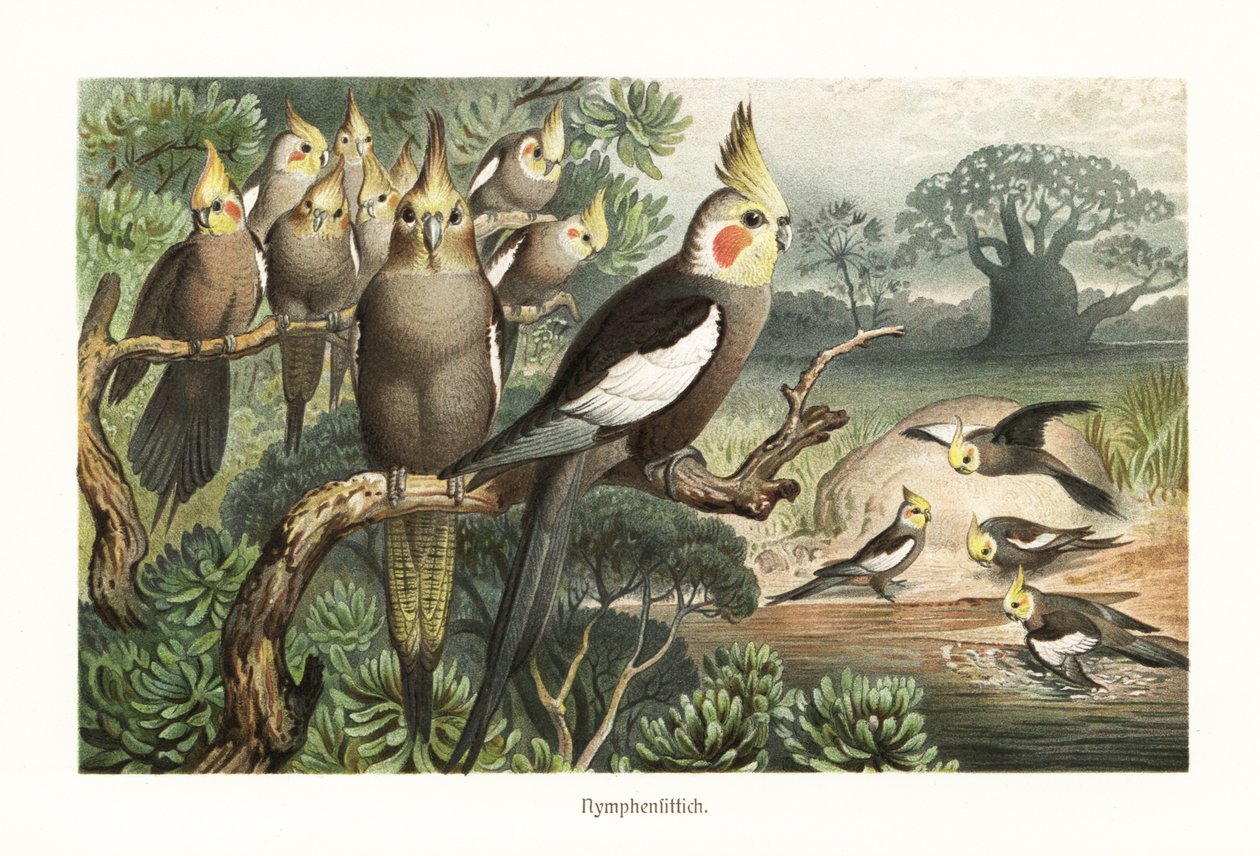 Flok cockatiels, Nymphicus hollandicus, ved et vandhul. 1882 (kromolitografi) af Robert Kretschmer