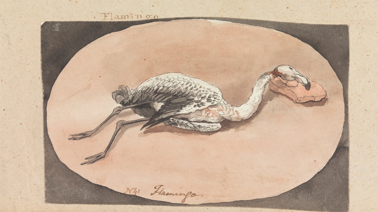 Flamingo af Robert Mabon