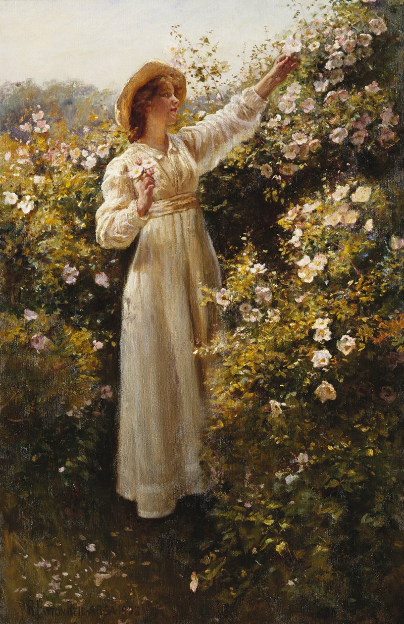 Vild rose af Robert Payton Reid