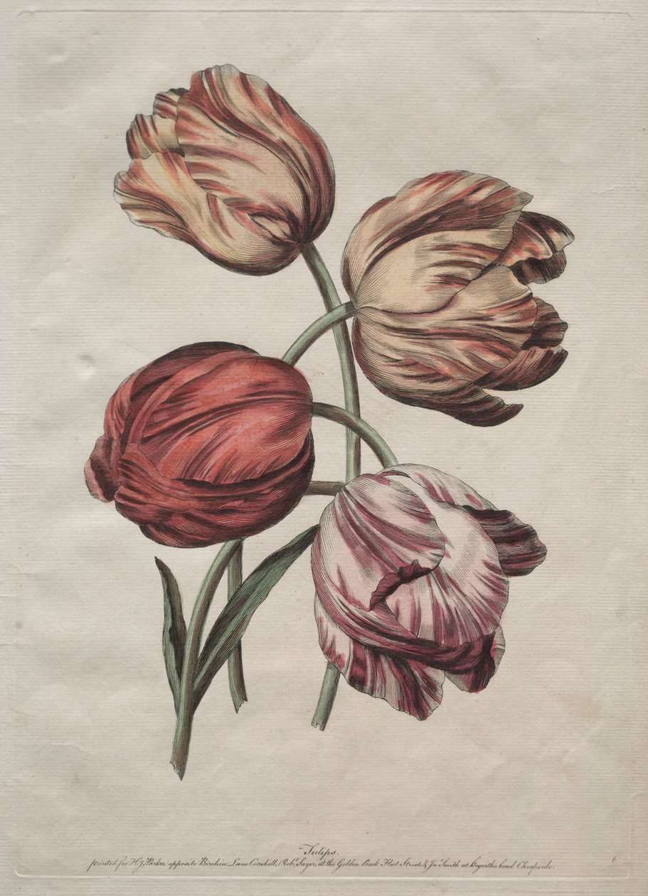 Otte smukke grupper af naturlige blomster i konturer af de la Cour: Tulipaner af Robert Sayer