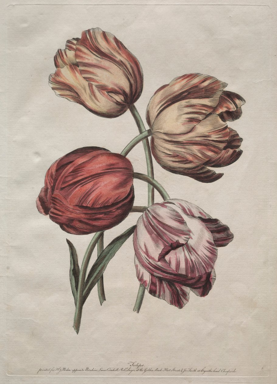 Otte smukke grupper af naturlige blomster i konturer af de la Cour: Tulipaner, ca. 1770. af Robert Sayer